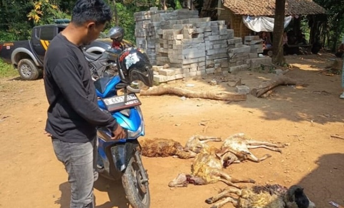 Aksi Pencurian 5 Kambing di Lebak Gagal Total