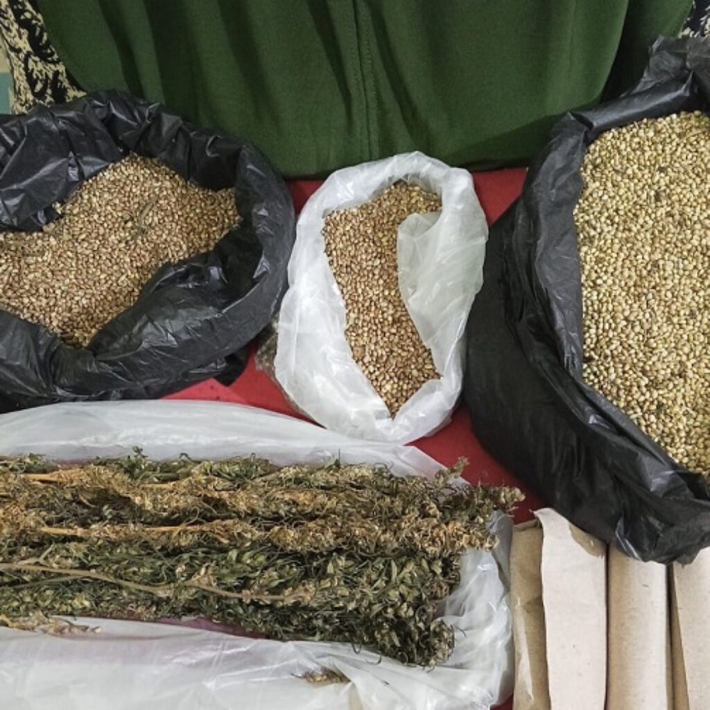 Polres Aceh Selatan Bongkar Jaringan Ganja, Tiga Tersangka Ditangkap dan 110 Batang Tanaman Disita