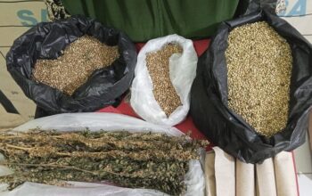 Polres Aceh Selatan Bongkar Jaringan Ganja, Tiga Tersangka Ditangkap dan 110 Batang Tanaman Disita