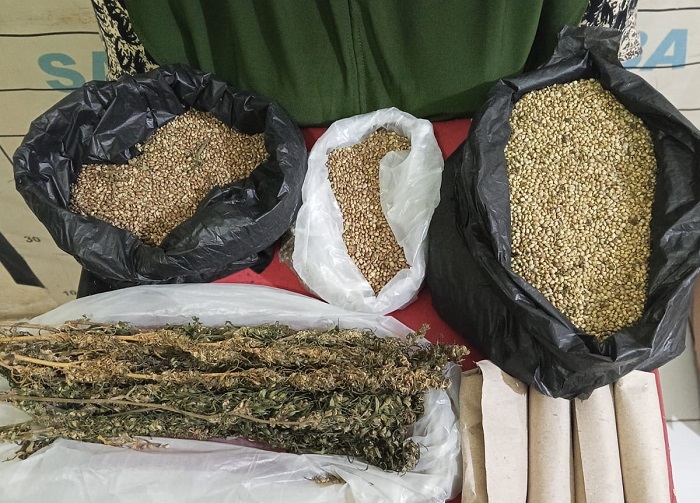 Polres Aceh Selatan Bongkar Jaringan Ganja, Tiga Tersangka Ditangkap dan 110 Batang Tanaman Disita
