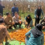 Polsek Manis Mata Dukung Ketahanan Pangan, Panen Jagung Hibrida BUMDes Ratu Keramat di Ketapang Jadi Contoh Pemberdayaan Desa