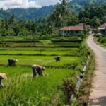 esa Cimanggu Kabupaten Sukabumi memiliki lahan pertanian luas dan tanah kas desa yang berpotensi menjadi sentra ketahanan pangan.