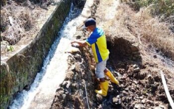 Gempa NTT Rusak Saluran Irigasi hingga 650 Meter