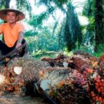 PTPN IV PalmCo Serap 2,09 Juta Ton TBS Petani hingga Juli 2026