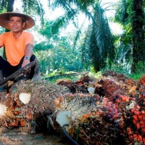 PTPN IV PalmCo Serap 2,09 Juta Ton TBS Petani hingga Juli 2026, Kemitraan Sawit Terus Diperkuat
