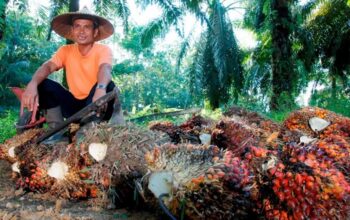 PTPN IV PalmCo Serap 2,09 Juta Ton TBS Petani hingga Juli 2026