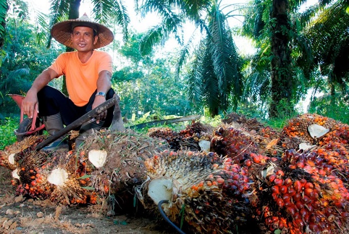 PTPN IV PalmCo Serap 2,09 Juta Ton TBS Petani hingga Juli 2026