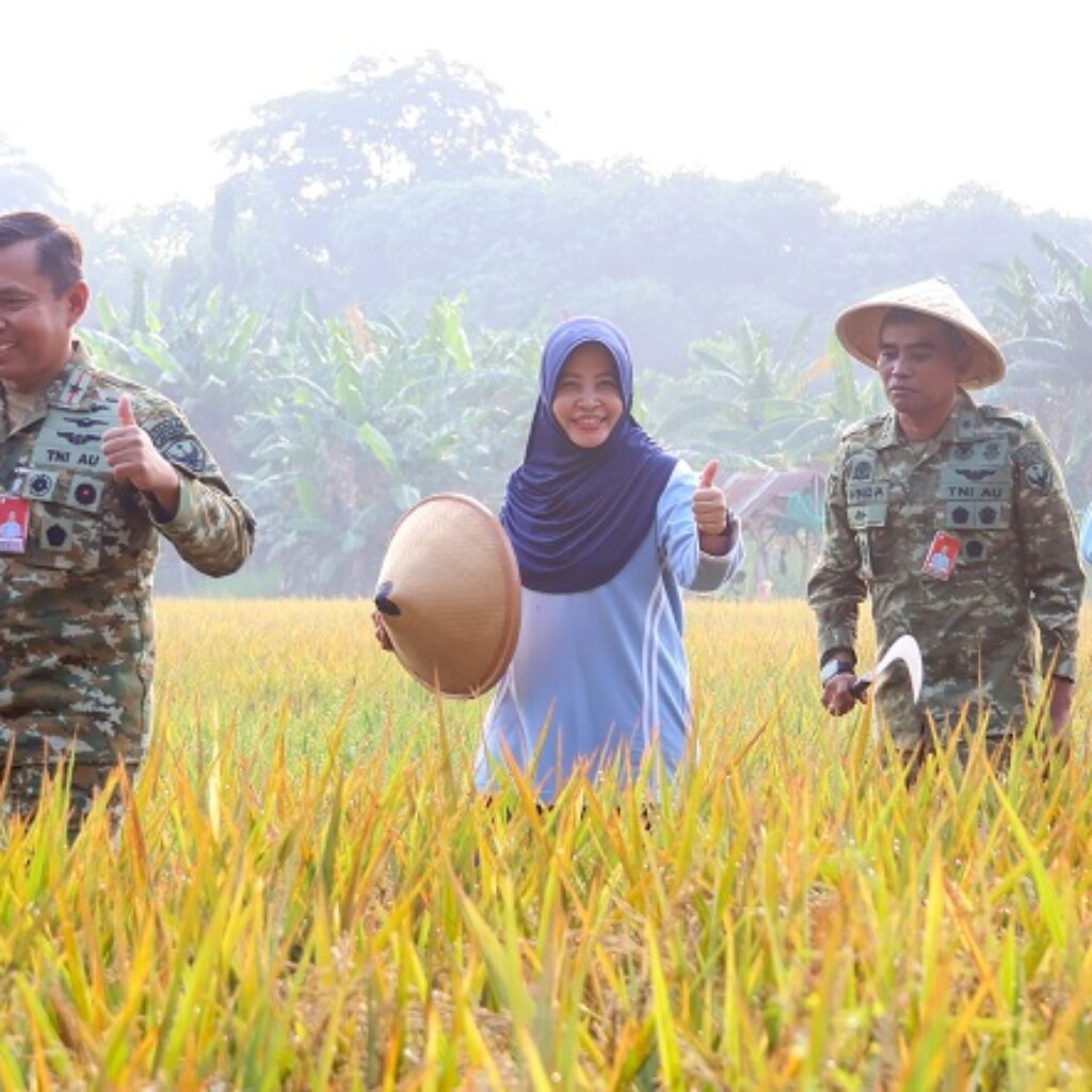 Panen Perdana 17,5 Ton Gabah, Lanud Halim Perdanakusuma Dukung Ketahanan Pangan Nasional