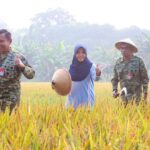 Panen Perdana 17,5 Ton Gabah, Lanud Halim Perdanakusuma Dukung Ketahanan Pangan Nasional