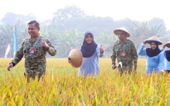 Panen Perdana 17,5 Ton Gabah, Lanud Halim Perdanakusuma Dukung Ketahanan Pangan Nasional