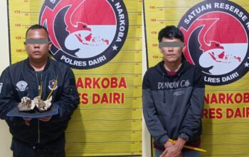 Polres Dairi Tangkap Kurir dan Pengedar Ganja