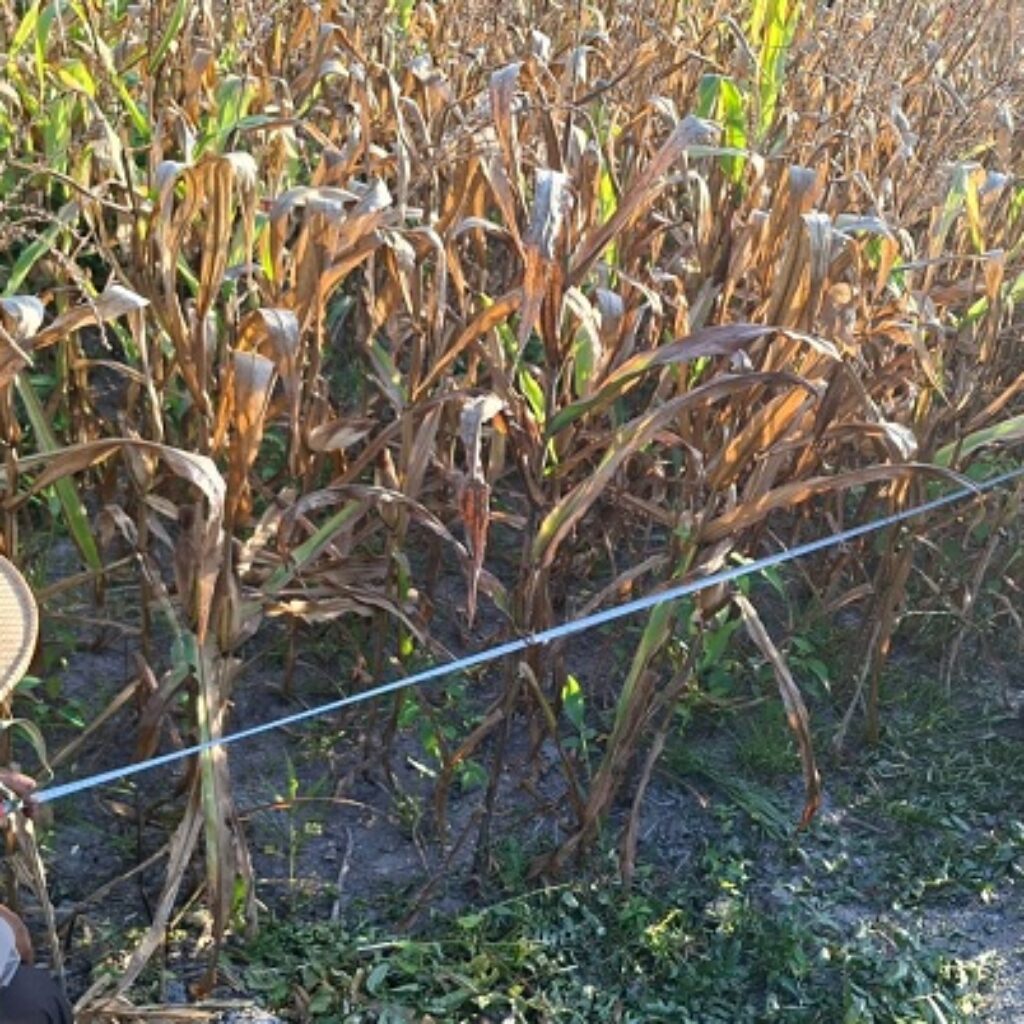 Polsek Matan Hilir Utara Dampingi Panen Jagung Hibrida 1 Hektare di Ketapang