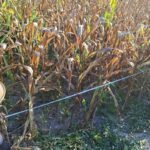 Polsek Matan Hilir Utara Dampingi Panen Jagung Hibrida 1 Hektare di Ketapang