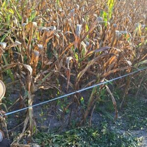 Polsek Matan Hilir Utara Dampingi Panen Jagung Hibrida 1 Hektare di Ketapang