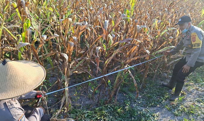Polsek Matan Hilir Utara Dampingi Panen Jagung Hibrida 1 Hektare di Ketapang