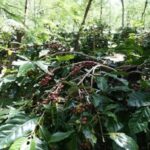 Kopi Arabika Java Coffee Estate Kembali Rambah Pasar Amerika Serikat, PalmCo Targetkan 700 Ton