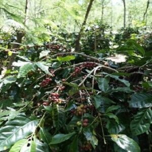 Kopi Arabika Java Coffee Estate Kembali Rambah Pasar Amerika Serikat, PalmCo Targetkan 700 Ton
