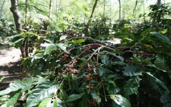 Kopi Arabika Java Coffee Estate Kembali Rambah Pasar Amerika Serikat