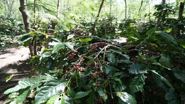 Kopi Arabika Java Coffee Estate Kembali Rambah Pasar Amerika Serikat