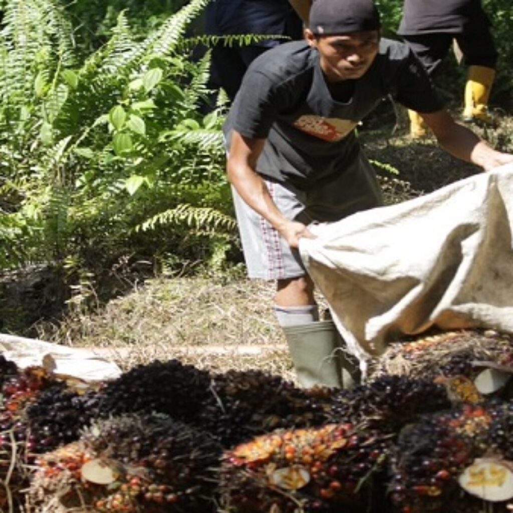 Marak Pencurian TBS, Petani dan Pekerja Minta Perkuat Penegakan Hukum