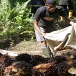 Marak Pencurian TBS, Petani dan Pekerja Minta Perkuat Penegakan Hukum