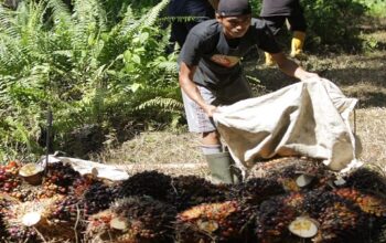 Marak Pencurian TBS, Petani dan Pekerja Minta Perkuat Penegakan Hukum