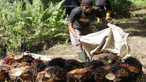 Marak Pencurian TBS, Petani dan Pekerja Minta Perkuat Penegakan Hukum