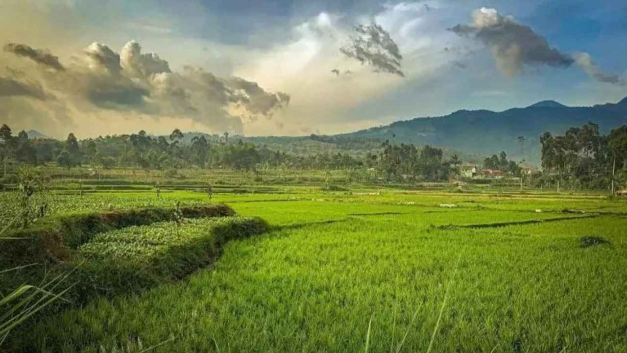 Hamparan persawahan hijau dan kawasan pertanian Desa Bantargebang Kecamatan Bantargadung Kabupaten Sukabumi.
