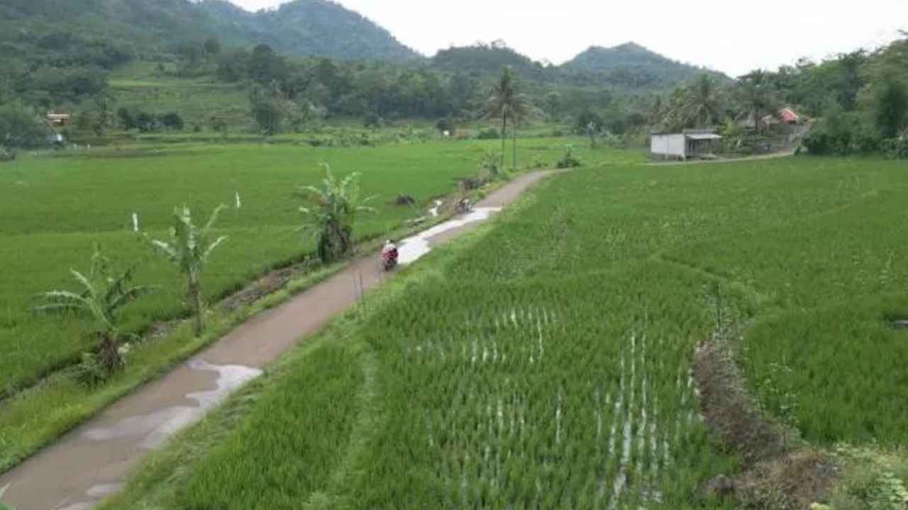 Potensi Pertanian Desa Buanajaya Kabupaten Sukabumi.