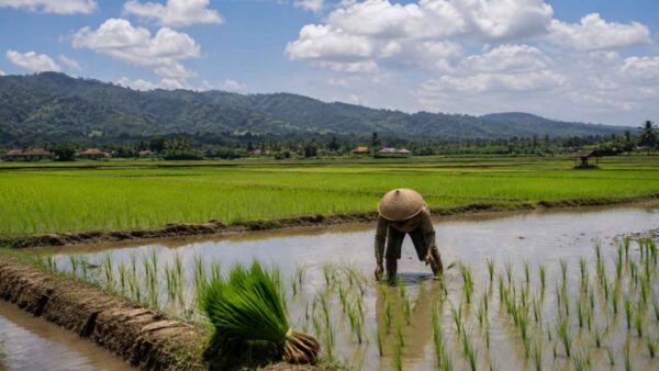 Lahan pertanian dan potensi tanah kas Desa Cimanggu, Kecamatan Cimanggu, Kabupaten Sukabumi, yang direncanakan untuk pengembangan pangan dan ekonomi warga.