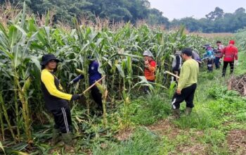 Polsek Entikong Rawat Demplot Jagung untuk Dukung Ketahanan Pangan Nasional