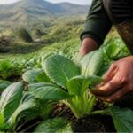 Pertanian Desa Bumisari Sukabumi untuk mendukung ketahanan pangan.