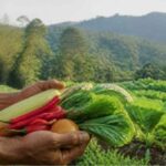 Potensi pertanian Desa Sukajadi Sukabumi berbasis kawasan hutan.