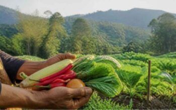 Potensi pertanian Desa Sukajadi Sukabumi berbasis kawasan hutan.