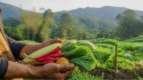 Potensi pertanian Desa Sukajadi Sukabumi berbasis kawasan hutan.