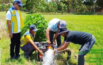 Kementerian PU mengerahkan pompa air untuk sawah terdampak kekeringan di Jawa Timur.